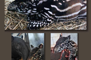 Historyczne narodziny w płockim zoo. To pierwszy urodzony w Polsce tapir malajski!