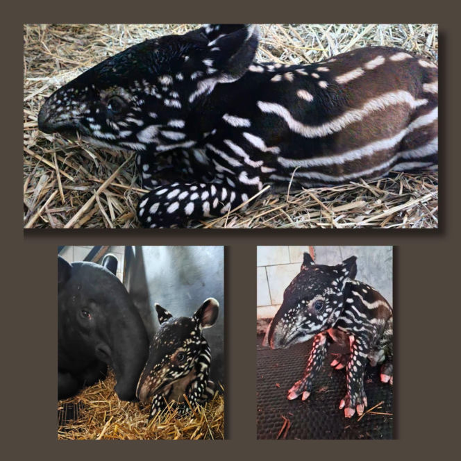 Historyczne narodziny w płockim zoo. To pierwszy urodzony w Polsce tapir malajski!