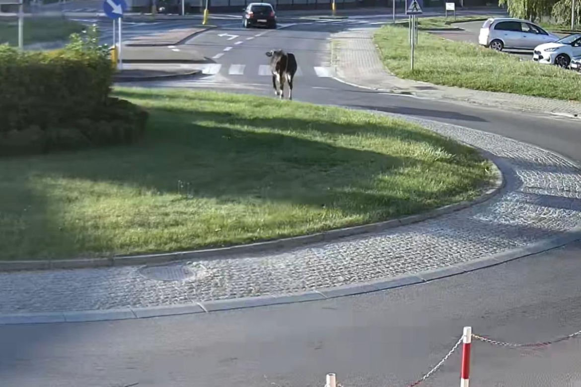 „Moo-żesz to zobaczyć?” Krowa z Żuromina stała się gwiazdą internetu