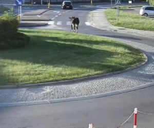 „Moo-żesz to zobaczyć?” Krowa z Żuromina stała się gwiazdą internetu