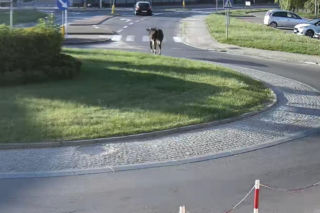 „Moo-żesz to zobaczyć?” Krowa z Żuromina stała się gwiazdą internetu