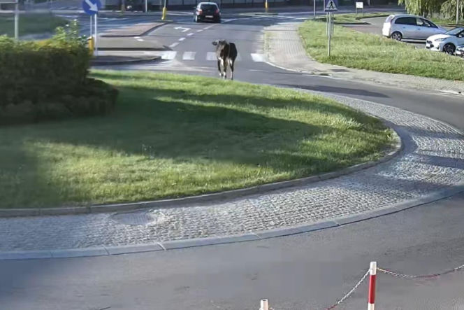 „Moo-żesz to zobaczyć?” Krowa z Żuromina stała się gwiazdą internetu
