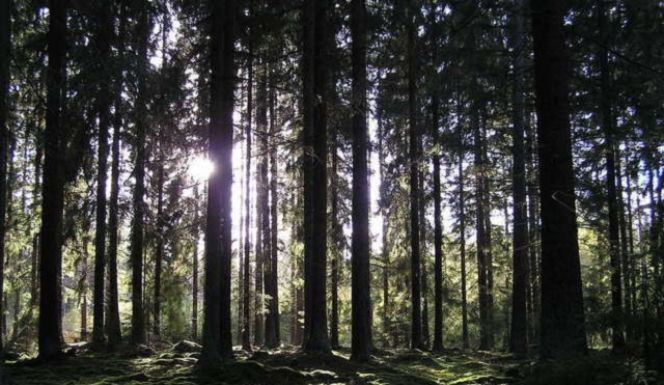 Freudowski test - skojarzenia ujawnią prawdę o twoim życiu!