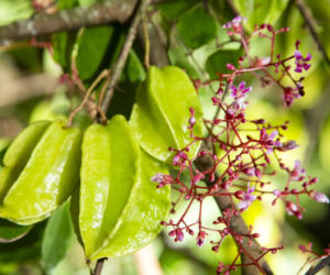 Karambola