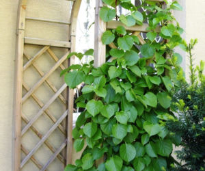 Pergola - podpora dla roslin, ochrona przed sloncem