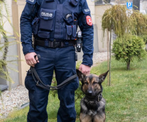 Otis nowy pies na komendzie