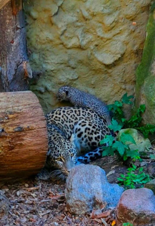 W Zoo Płock urodził się lampart perski! Na świecie jest ich tylko tysiąc
