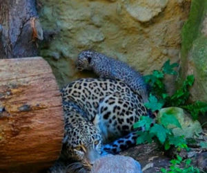 W Zoo Płock urodził się lampart perski! Na świecie jest ich tylko tysiąc
