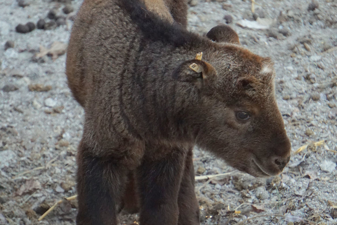 We wrocławskim zoo urodził się drugi w Polsce takin złoty