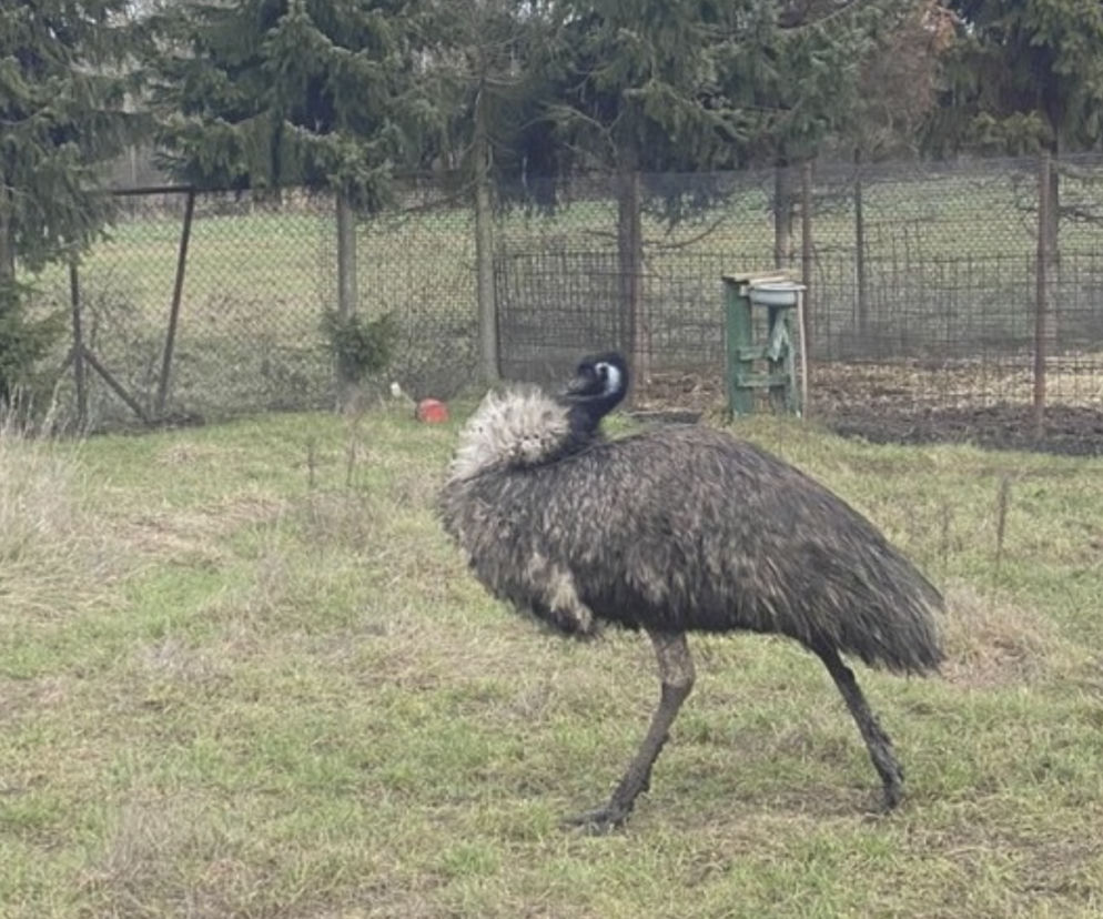 Emu 