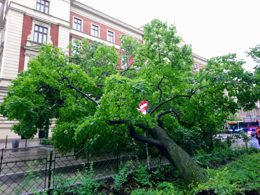 Kraków: O krok od tragedii na Basztowej. Potężne drzewo runęło na ulicę i torowisko