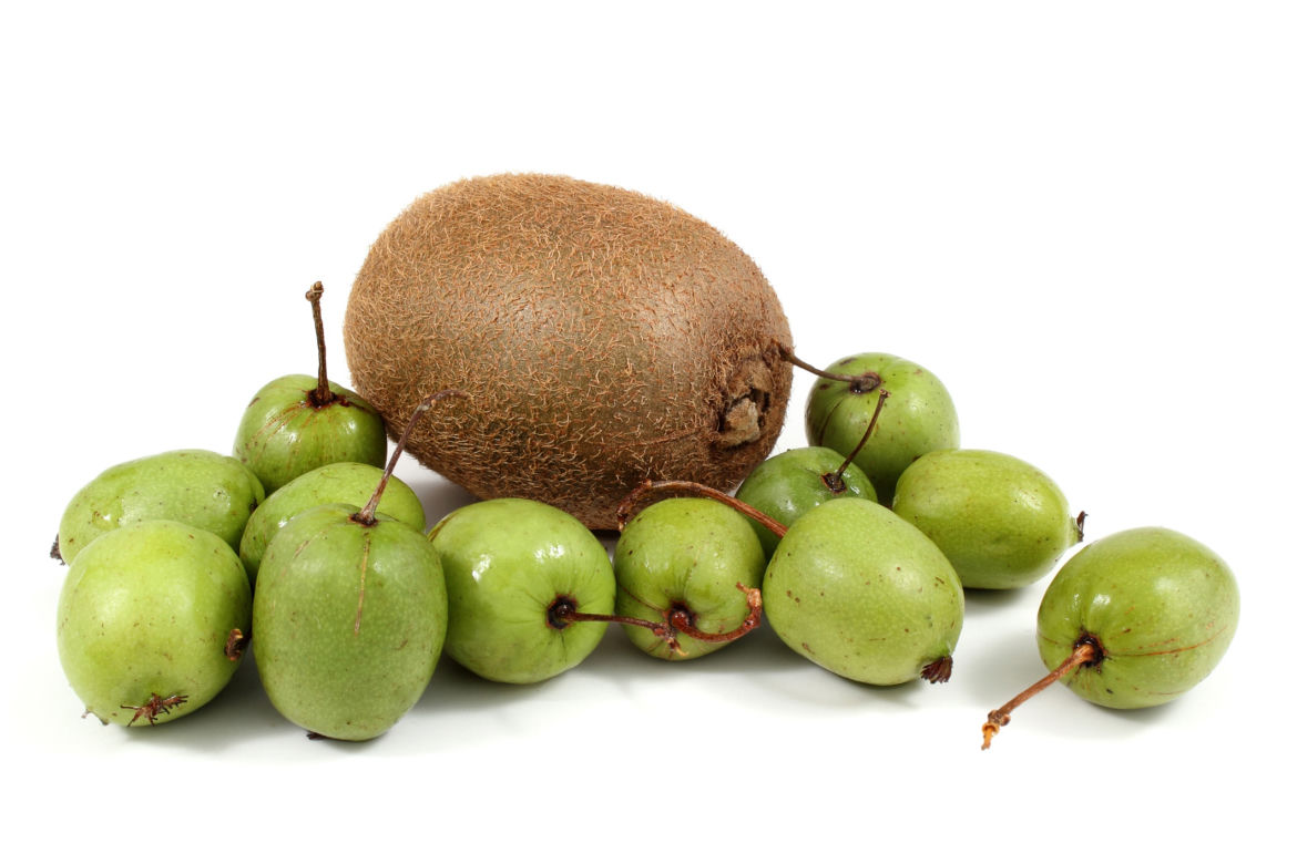 Mini kiwi