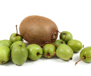 Mini kiwi