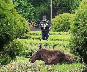 Łoś zjadł prawie wszystkie róże