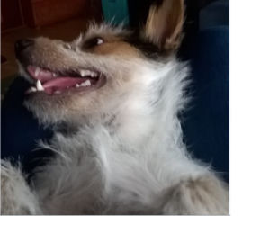 Roxi