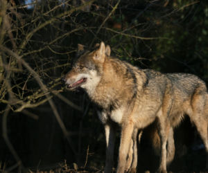 Wataha wilków grasuje pod Wrocławiem! Pilny apel do mieszkańców 