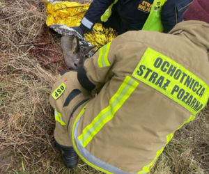 Agresywny pies zagryzł sarnę. Mieszkańcy Jeleniej Góry boją się o siebie i swoje zwierzęta