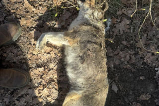 Martwe psy znalezione w kapliczce cmentarnej. Makabryczne odkrycie na Dolnym Śląsku