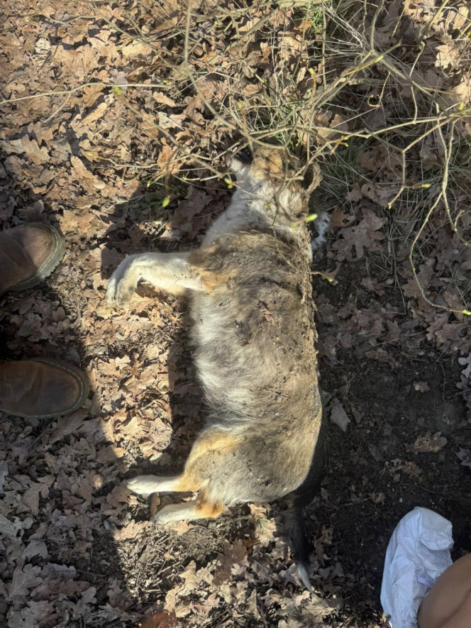 Martwe psy znalezione w kapliczce cmentarnej. Makabryczne odkrycie na Dolnym Śląsku