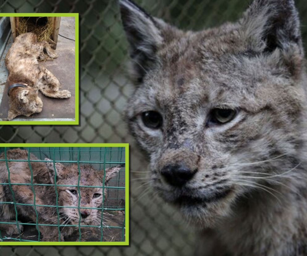 Był schorowany, wychudzony i skrajnie wycieńczony. Rudy wraca do formy