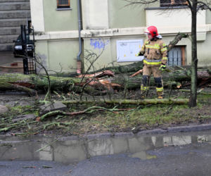 Połamane drzewa w Szczecinie