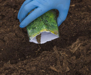 Jak i kiedy siać koperek do gruntu? Sprawdź!