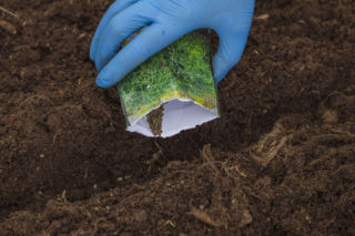 Sezon na młode ziemniaczki tuż-tuż. Posiej koperek teraz, by nie zabrakło najważniejszego dodatku