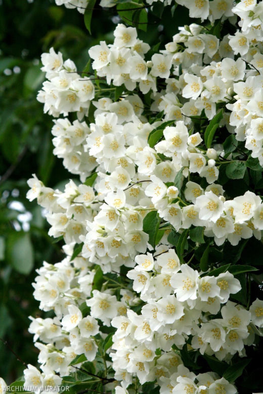 jasminowiec
