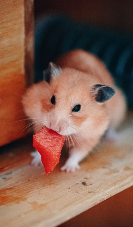 Chomik