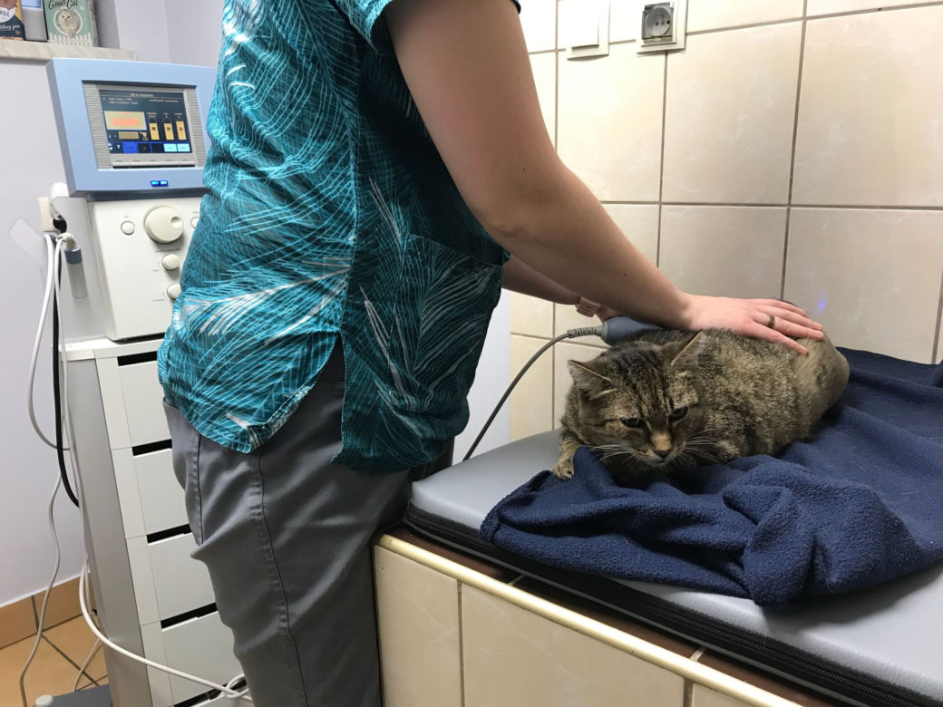 Koci szpitalik w Rzeszowie? Fundacja Felineus walczy o głosy