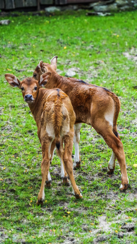 We wrocławskim zoo urodziły się dwa bantengi jawajskie