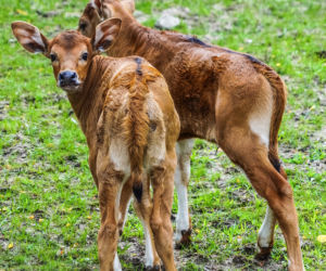 We wrocławskim zoo urodziły się dwa bantengi jawajskie