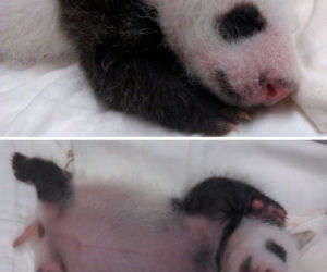 Panda wielka w zoo w Tajpej