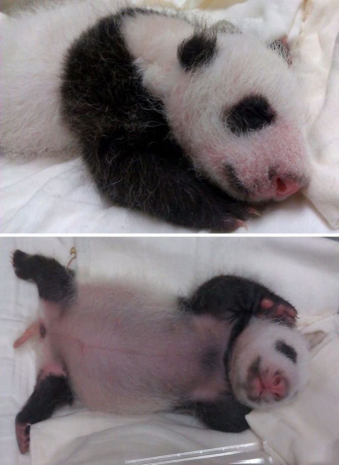 Panda wielka w zoo w Tajpej