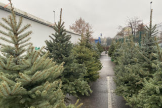 Warszawa rozdaje darmowe choinki. Jak wziąć udział w akcji „Choinka pod Choinkę”?