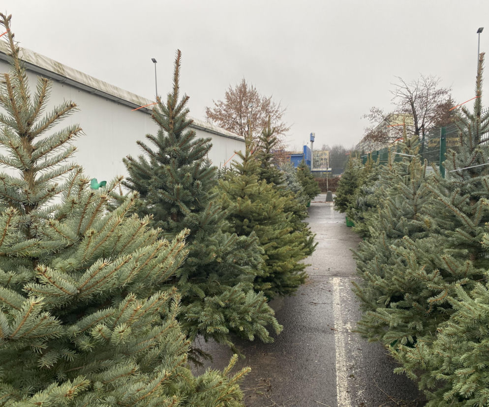 Warszawa rozdaje darmowe choinki. Jak wziąć udział w akcji „Choinka pod Choinkę”?