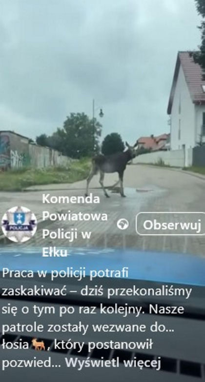 Łoś pływał w rzece i spacerował po Ełku! 