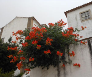 Zamiast tui posadź to w ogrodzie. Sąsiedzi będą patrzeć z zazdrością