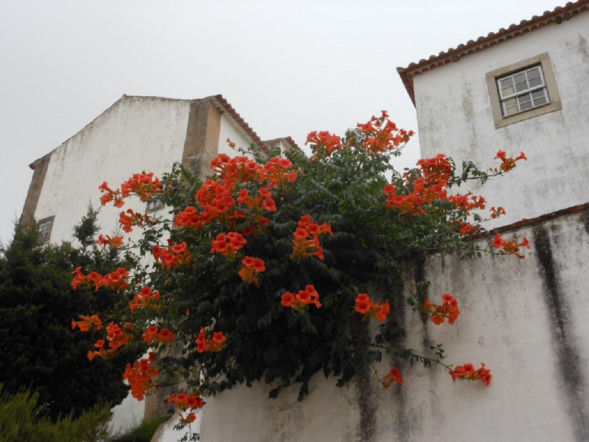 Zamiast tui posadź to w ogrodzie. Sąsiedzi będą patrzeć z zazdrością