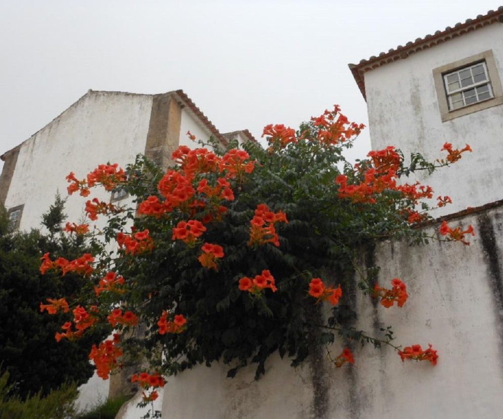 Ta roślina to znakomita alternatywa dla tui. Posadź w ogrodzie, a nie pożałujesz