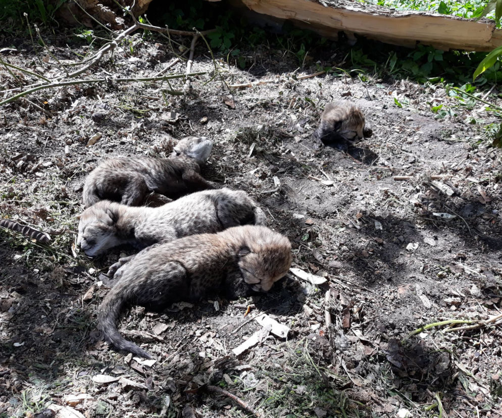 Nowe drapieżniki w warszawskim zoo