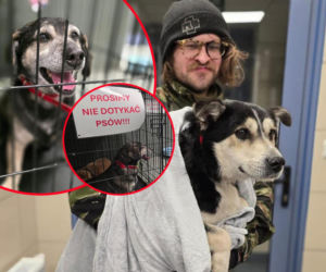 Akcja ratunkowa w likwidowanym schronisku Kocham Psisko w Mąkosach Nowych