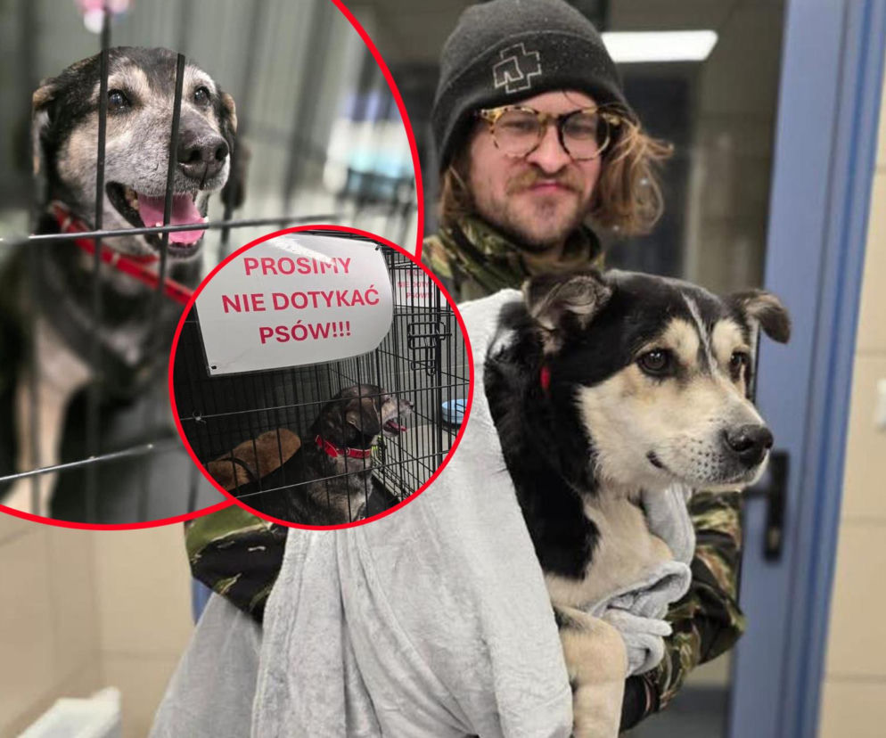 Akcja ratunkowa w likwidowanym schronisku Kocham Psisko w Mąkosach Nowych