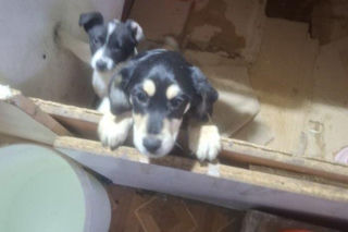 Były niedożywione i zapchlone, miały odmrożone łapy. Dramat 44 małych psów i 3 kotów