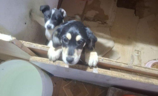 Były niedożywione i zapchlone, miały odmrożone łapy. Dramat 44 małych psów i 3 kotów