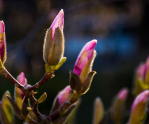 Magnolia