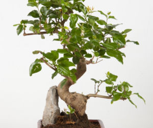 bonsai