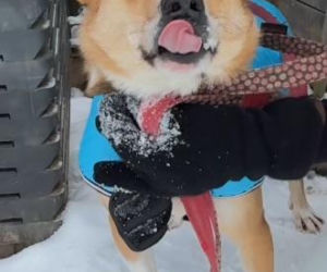 Pies Gazik do adopcji