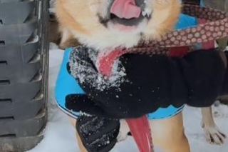 Pies Gazik do adopcji