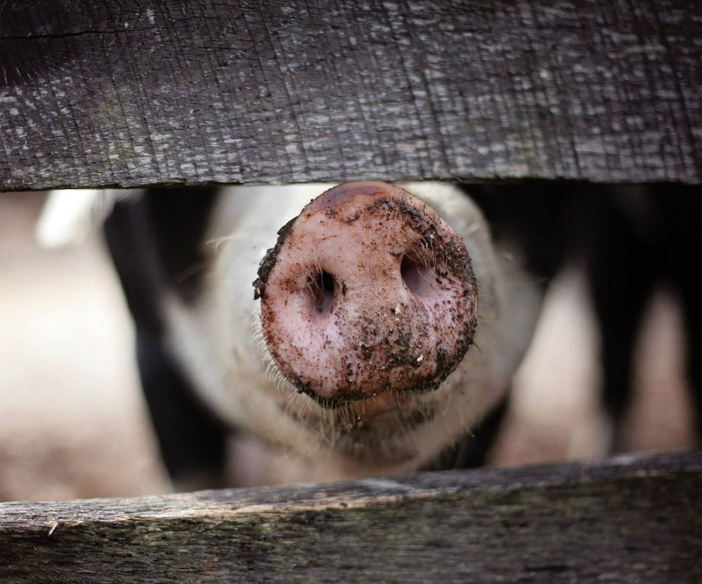 Świnia